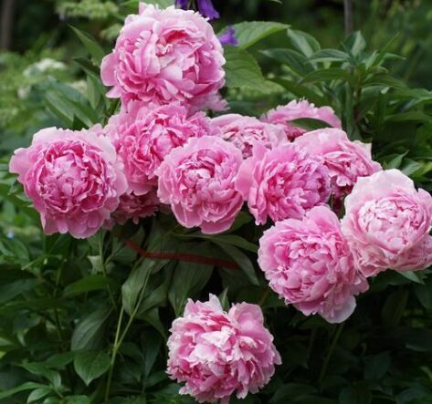 Peonija 'Sarah Bernhardt'